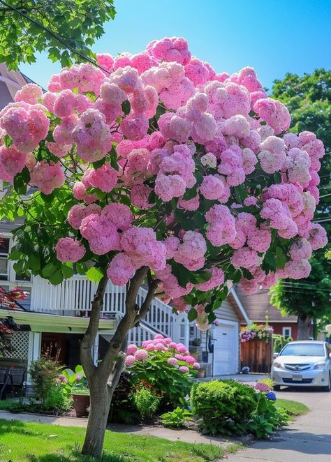 Pink And White Garden Ideas, Hydrangea Trees, Preppy Flowers, Peony Farm, Hydrangea Tree, Peony Garden, Tree Peony, Rock Garden Plants, Front Yard Garden Design