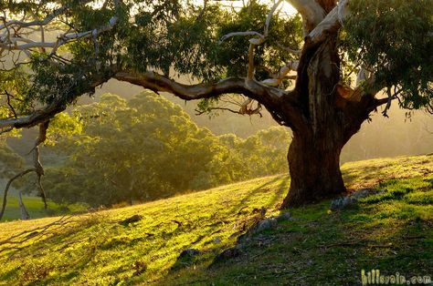 The Adelaide Hills | RE/MAX Hills & Country South Australia Grassy Hill Aesthetic, Australia Landscape Photography, Art Reference Landscape Photo, Landscape Photo Reference, Real Life Background, Autumnal Landscape, Trees In Spring, Hilly Landscape, Nature Landscape Photography