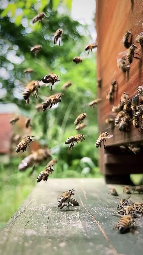 Beekeeper Aesthetic, How Bees Make Honey, Alright Motion, Honey Beehive, Home Remedies For Spiders, Bee Conservation, Urban Beekeeping, Plants Wallpaper, Get Rid Of Spiders