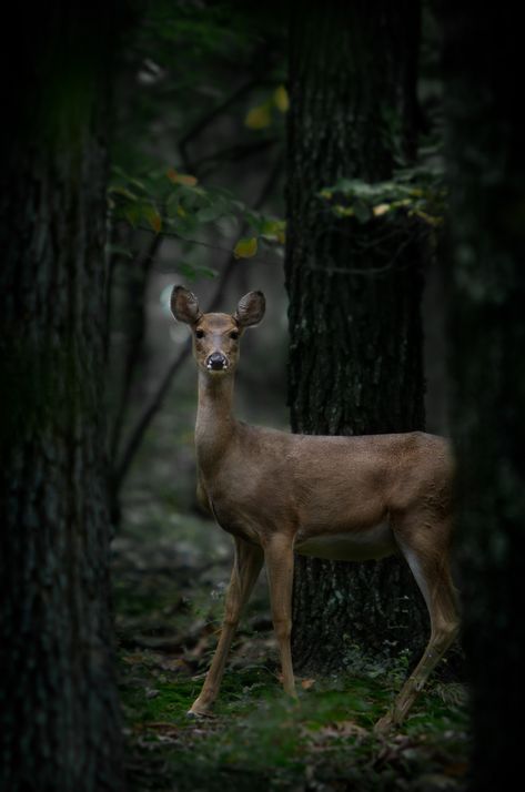 Hirsch Silhouette, Mule Deer, Manx, A Deer, Walk In The Woods, Doberman Pinscher, Woodland Creatures, Enchanted Forest, Forest Animals