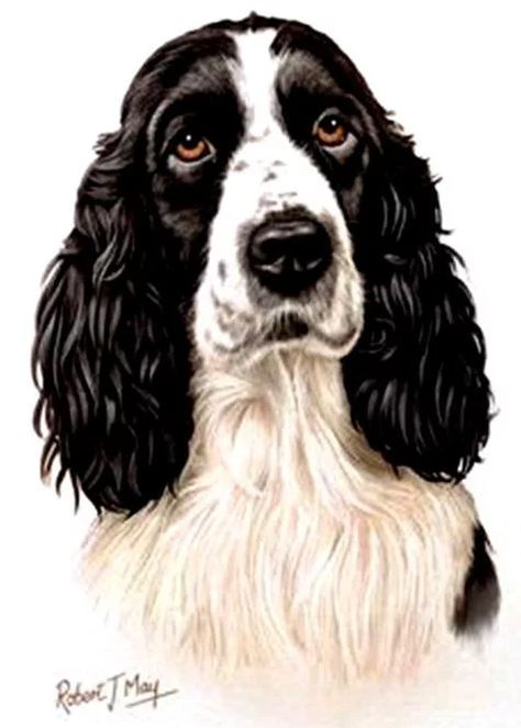 Springer Spaniel Black, Tatoo Dog, Spaniel Cocker, Draw Dogs, Springer Spaniel Puppies, Spaniel Art, Pet Drawing, Dog Insurance, King Charles Cavalier Spaniel Puppy