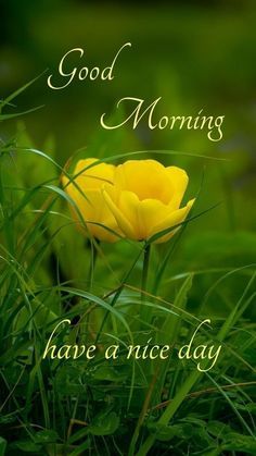 Goog Morning, Good Morning Monday Images, Images Emoji, Lovely Good Morning Images, Friends Images, Good Morning Nature, Morning Vibes, Good Morning Images Hd, Good Morning Roses