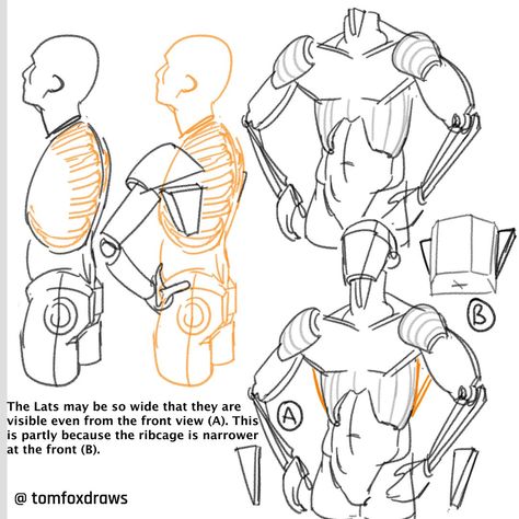 Anatomy Breakdown Drawing, Anatomy Book, Human Anatomy Drawing, Drawing Examples, Human Anatomy Art, Anatomy Sketches, Body Reference Drawing, Anatomy Poses, Anatomy For Artists