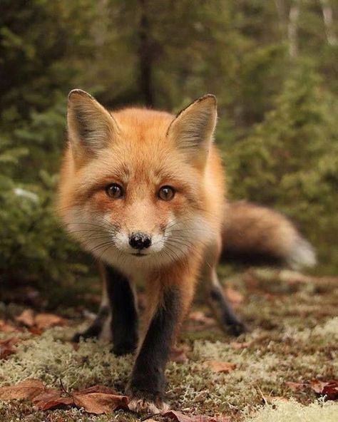 Fuchs Baby, Fox Kit, Friendly Fox, Animal Photography Wildlife, Fox Images, Photography Animals, Fox Pictures, Foxes Photography, Pet Fox