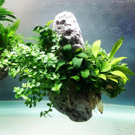 Floating rock by Oliver Knott – à ESA - European Space Agency. ............ Pin by Aqua Poolkoh Shrimp Tank, Aquascape Aquarium, Aquarium Design, Indoor Gardens, Aquatic Plants, Fresh Water, Floating, Plants