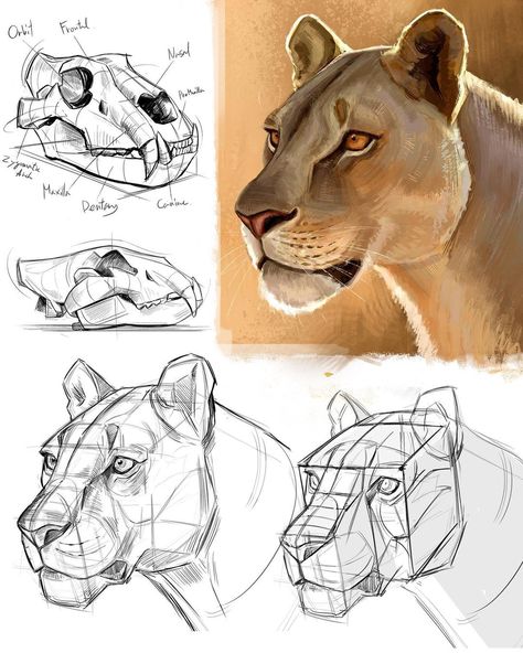 Alex Gadelev on Instagram: “Lion head study - starting with anatomy, structure, and finally painting. Swipe left for process. . . . #animaldrawing #liondrawing…” Animal Reference Photos, Anatomy Structure, Lion Anatomy, Basic Drawing Techniques, Lion Sketch, Head Study, Lion Drawing, Cat Anatomy, Animal Drawings Sketches