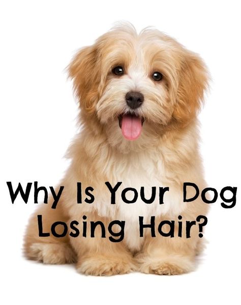 Why is your dog losing hair? Could be for several different reasons. Learn more about dog hair loss and when to be concerned, plus tips to stop it. Dog Losing Hair, Dog Hairstyles, Regrow Hair Naturally, Losing Hair, Hair Detox, Dog Health Tips, Male Pattern Baldness, Pattern Baldness, Family Pets