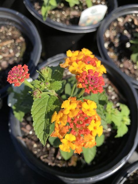 Lantana Miss Huff Orange And Pink Flowers, Lantana Camara, Very Cold, Orange And Pink, Pink Flowers, Nursery, Patio, Sun, Orange