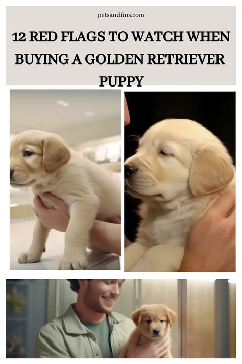 12 Red Flags To Watch When Buying A Golden Retriever Puppy https://petsandfins.com/12-red-flags-to-watch-when-buying-a-golden-retriever-puppy Preparing For Golden Retriever Puppy, Golden Retriever Growth Chart, Mini Golden Retriever Puppy, Getting A Golden Retriever Puppy, Golden Retriever Care Tips, 8 Week Old Golden Retriever, Golden Retriever Essentials, How To Train A Golden Retriever Puppy, Golden Retriever Must Haves