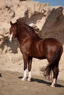 screensaver horse | Ketty Schott | Flickr Horse Wallpaper, Most Beautiful Horses, Most Beautiful Animals, Majestic Horse, Brown Horse, I Love Horses, Horses And Dogs, All The Pretty Horses, Horse Crazy