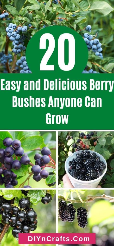 Garden Berries Ideas, Garden Huckleberry, Backyard Orchard, Strawberry Bush, Growing Blackberries, Fruit Growing, Aronia Berries, Gardening Indoors, Growing Vegetables In Pots