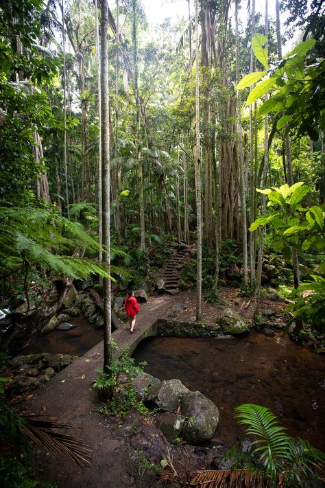 Curtis Falls & the Lower Creek Circuit Walk (Mt Tamborine) Mt Tamborine, Rainforest Birds, Tamborine Mountain, Inspiring Photos, Scenic Roads, Waterfall Hikes, Adventure Guide, Twin Falls, Winding Road