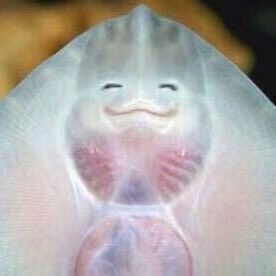 Beautiful Sea Creatures, Magnum Opus, Manta Ray, Silly Images, Silly Animals, Weird Animals, Stingray, Sea Creatures, Sea Life