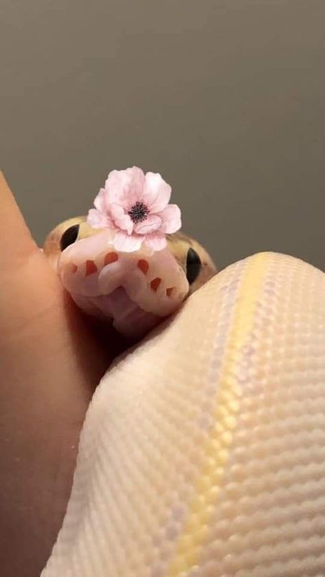 Snakes Pet, Baby Snakes, Pretty Snakes, Snake Wallpaper, Cute Reptiles, Cute Snake, Cute Small Animals, Pet Snake, Beautiful Snakes