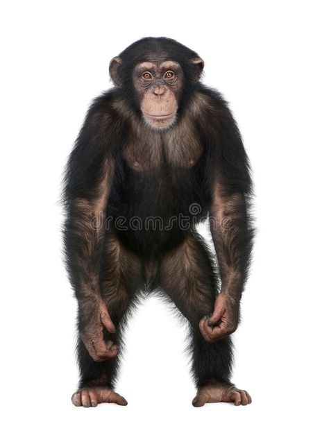 Young Chimpanzee standing up like a human - Simia. Troglodytes (5 years old) in , #AFFILIATE, #human, #Simia, #standing, #Young, #Chimpanzee #ad Cardboard Standup, Animal Inspiration, Life Size Cutouts, Cardboard Cutout, Primates, Animal Planet, Mammals, Animals Wild, Royalty Free Images