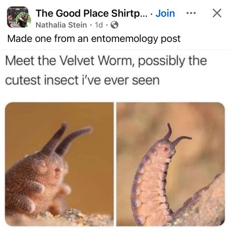 Cool Bug Facts, Insect Pictures, Velvet Worm, Cute Insects, Cute Bugs, Cool Bugs, Cute Small Animals, Have Inspiration, Beautiful Bugs