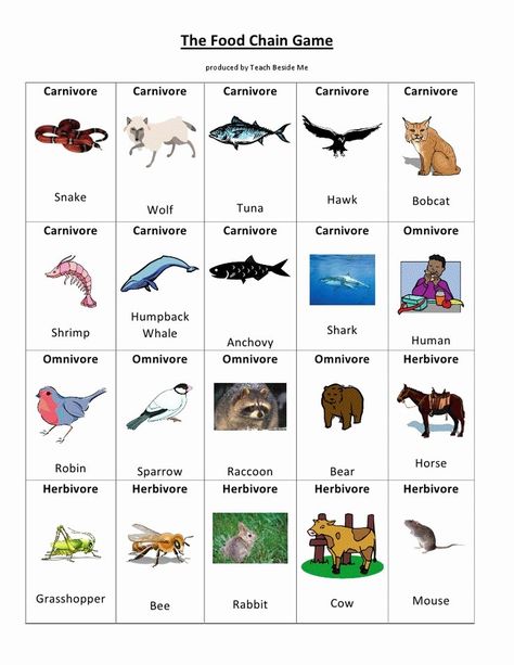 Food Chain Worksheet Pdf Unique Food Chains Biology Worksheet Printable Pdf – Chessmuseum Template Library Food Chain Game, Science Food Chains, Food Chain Activities, Food Chain Worksheet, Food Web Worksheet, Food Web Activities, Tense Worksheet, Card Template Free, Food Chains