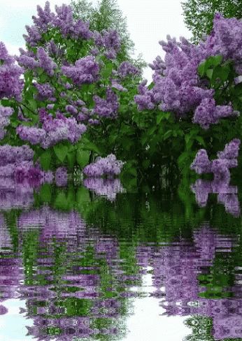 Violent Flowers GIF - Violent Flowers Lake - Discover & Share GIFs Lilac Tree, David Attenborough, Have Inspiration, Lilac Flowers, Flowering Trees, Dream Garden, Love Flowers, Amazing Nature, Nature Beauty