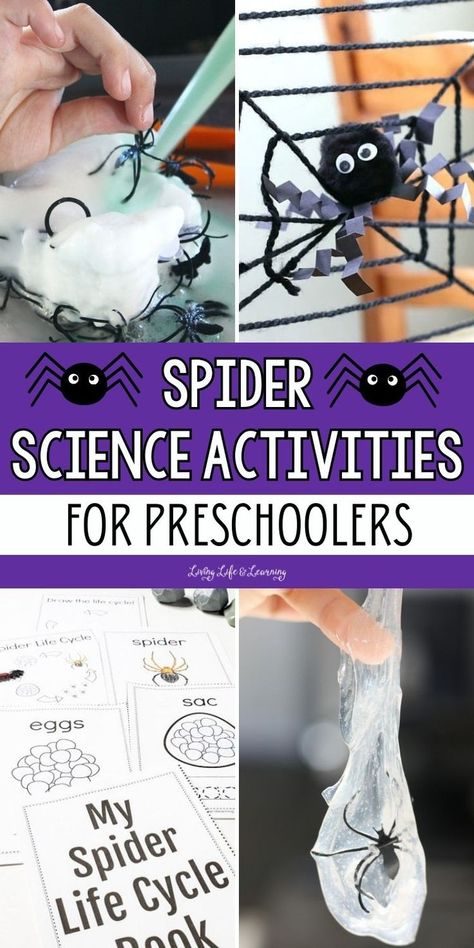 Spider Science Activities for Preschoolers Spider Science, Science Activities For Preschoolers, Life Cycles Preschool, Spider Activities, Life Cycle Craft, Web Activity, Bugs Preschool, Preschool Science Activities, Spider Crafts