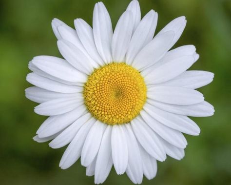 Composite Flower Anatomy (Disc Flowers) - The spiralling arrangement of daisy disc flowers allows for efficient seed production. White Daisy Tattoo, Flower Diagram, Flower Anatomy, A Daisy Flower, Sunflower Family, Flower Types, Gerbera Flower, Daisy Tattoo, Different Types Of Flowers