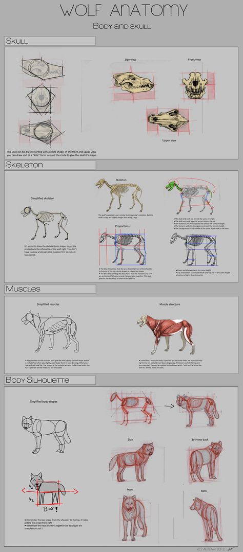 Wolf Anatomy - Part 1 by Autlaw on DeviantArt Wolf Anatomy, Dog Anatomy, Anatomy Tutorial, Drawing Animals, Animal Anatomy, Animal Study, Animal References, Wolf Drawing, Wolf Head