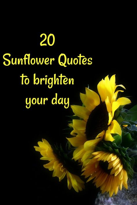 20 Sunflower Quotes to Brighten Your Day Sunflower Sayings, Pretty Flowers Aesthetic, Beautiful Flower Quotes, Quotes To Brighten Your Day, Vegetable Garden Beds, Sunflower Quotes, Cute Sunflower, Sunflower Cards, Sunflower Pictures