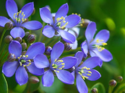 Jamica's National Flower.....Lignum Vitae Lignum Vitae Flower, Lignum Vitae, Girl Power Tattoo, Flower Symbol, Rare Seeds, National Flower, Blossom Garden, Flower Quotes, Flower Tattoo Designs