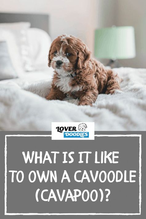 Cavoodle Dog, Doodle Dog Breeds, Poodle Rescue, Dogs Are The Best, Allergic To Dogs, Spaniel Breeds, Puppy Stuff, Dog Rooms, Dog Info