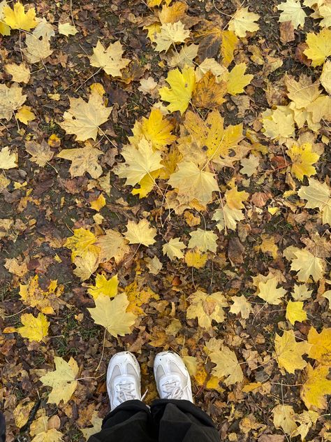 Yellow Orange Aesthetic, Autumn Leaves Photography, Orange Aesthetic, Fall Inspo, Yellow Aesthetic, Yellow Leaves, Autumn Aesthetic, Autumn Photography, Creative And Aesthetic Development