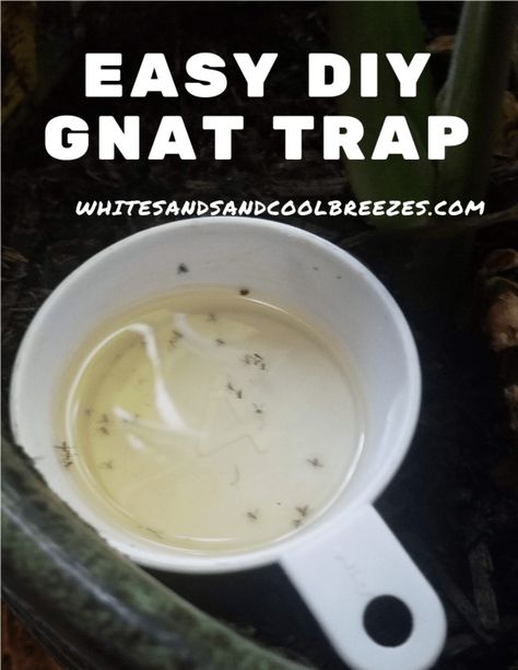 Knats Killer Diy Inside, Diy Gnat Trap Indoor, Gnat Trap Diy, Homemade Gnat Trap, Fruit Fly Killer, Trees Backyard, Gnat Trap, Repellent Diy, Gnat Traps