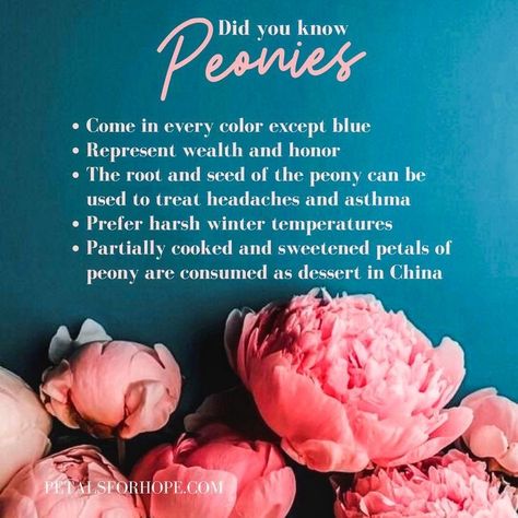 Peony Colors Chart, Colors Of Peonies, Peony Symbolism, Peonies Quotes, Peony Quotes, Peonies Colors, Peony Flower Meaning, Peony Meaning, Peony Varieties