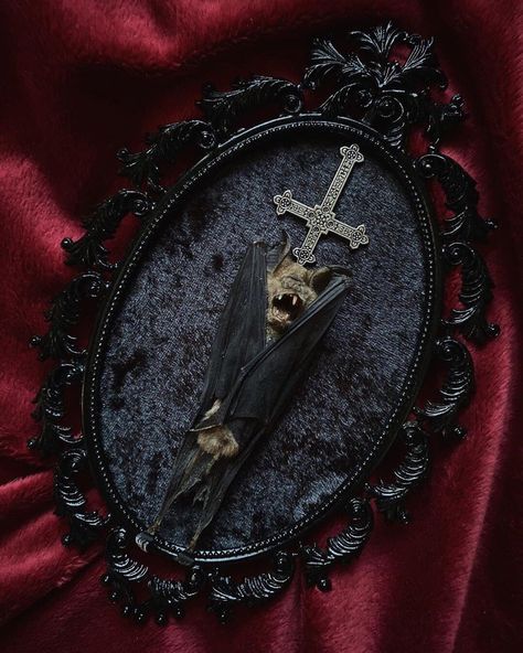 Taxidermy Aesthetic, Antique Taxidermy, Vampire Aesthetics, Taxidermy Bat, Frame Love, Gothic Interior, Vampire Aesthetic, Taxidermy Art, Vampire Goth