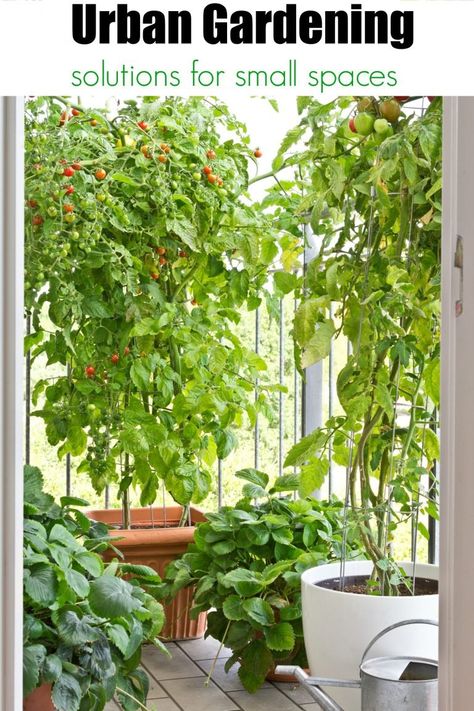 Apartment Vegetable Garden, Urban Gardening Balcony, Urban Gardening Ideas, Tattoo Plant, Vegetable Garden For Beginners, Garden Harvest, Urban Gardening, Small Space Gardening, Diy Garden Projects