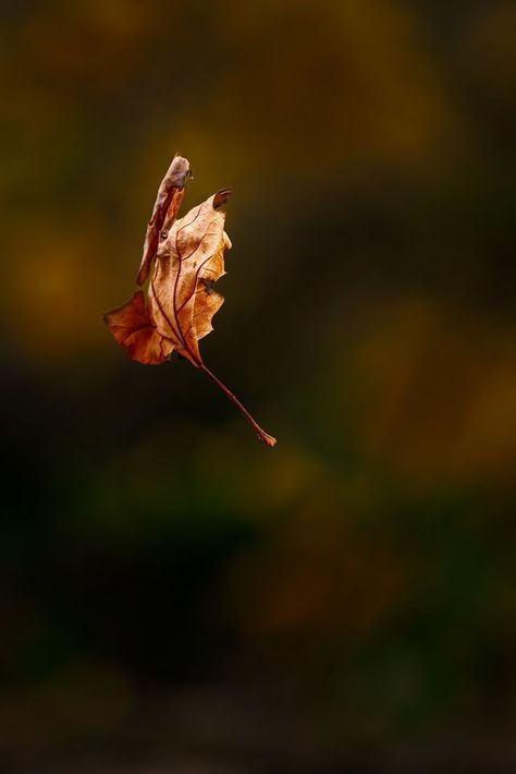 Leaf Falling Video, Leaves Falling Aesthetic, Falling Leaves Photography, Falling Leaves Aesthetic, Autumn Leaf Aesthetic, Leafs Aesthetic, Leaf Reference, Leaf Pic, Falling Aesthetic