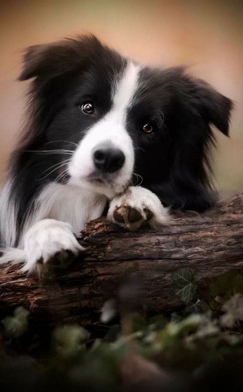 Border Collie Facts, Border Collie Art, Collie Puppies, Border Collie Puppies, Farm Dogs, Black And White Dog, Australian Shepherd Dogs, Animals Friendship, Border Collie Dog