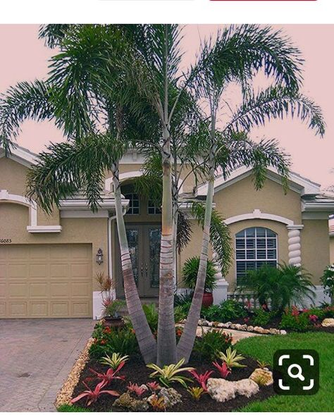 Front Yard Tree Landscaping, Cheap Landscaping, Trees For Front Yard, Palm Trees Landscaping, Tropical Landscape Design, Front Yards Curb Appeal, Cheap Landscaping Ideas, Florida Landscaping, Small Front Yard Landscaping