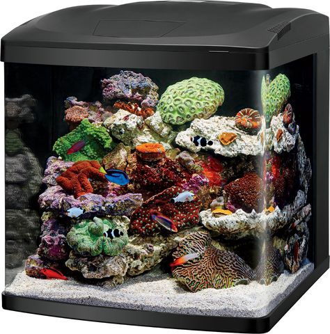 Coralife LED BioCube Aquarium Kit, 32-gal - Chewy.com 30 Gallon Fish Tank, Saltwater Aquarium Beginner, Salt Water Aquarium, Nano Reef Tank, Saltwater Fish Tanks, Cool Fish Tanks, Aquarium Led, Nano Aquarium, Salt Water Fish