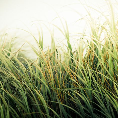 Beach Grass Texture by ►CubaGallery, via Flickr Easy Nature Paintings, Tumblr Travel, Grass Painting, Acrylic Painting Inspiration, Beach Grass, Tree Textures, Art Nouveau Pattern, Simple Wall Art, Texture Photography