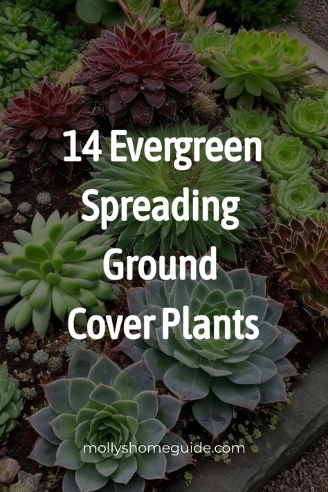 Discover a variety of spreading ground cover plants perfect for your garden. From full sun flowering ground covers to shade perennials for weed suppression, these plants will beautify your space. Explore fast-spreading invasive options or durable options that you can walk on, ideal for paths and walkways. Whether you love grevillea ground cover varieties or beautiful flowering options for a sunny garden, find the best ground cover plants here. Green Ground Cover Plants, Fast Growing Ground Cover For Slopes, Hillside Ground Cover Ideas, Ground Cover For Shaded Areas, Ground Cover That Chokes Out Weeds, Tropical Ground Cover, Ground Cover For Slopes, Ground Cover Plants For Sun, Full Sun Landscaping Ideas