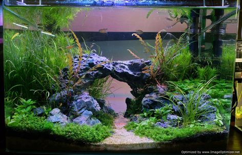 Cool Fish Tank Decorations, Fish Tank Themes, Goldfish Tank, Fish Tank Terrarium, Cool Fish Tanks, Aquascape Design, Fish Tank Design, Aquatic Garden, Nano Aquarium