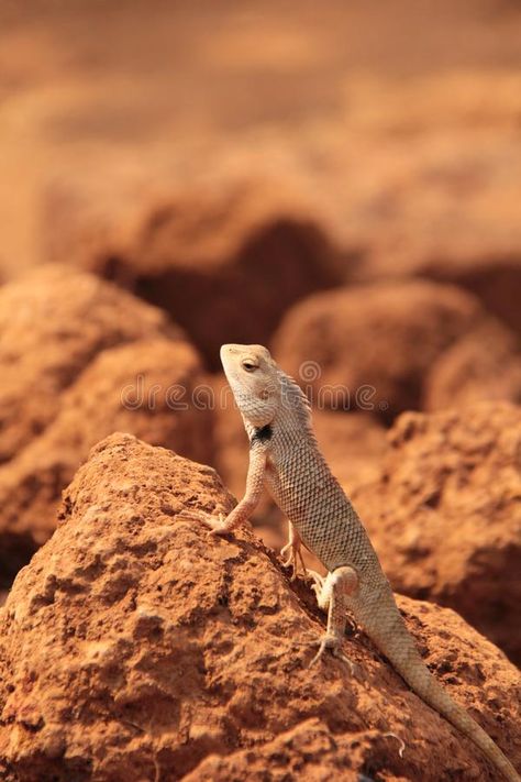 Oriental Garden Lizard in wild. Sitting on a sun lit rock Oriental Garden Lizard , #affiliate, #Sitting, #sun, #lit, #wild, #Oriental #ad Garden Lizard, Future Landscape, Graphics Design Ideas, Garden Walkway, India Colors, Background Texture, Lizards, Design Background, A Rock