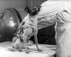 First Dog Put In Orbit Was So Sweet, Scientist Regretted Sending Her There Soviet Space Dogs, Belka And Strelka, Laika Dog, Space Bunny, Dog Tumblr, Sea Life Animals, Spitz Dogs, Space Animals, Space Dog