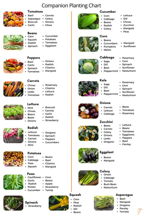 Vegetable Garden for Beginners: A Complete Guide Veggie Garden Beginner, Zone 10 Vegetable Garden, Best Plants For Beginners, Garden For Beginners Vegetable, How To Design A Vegetable Garden, Garden Ideas For Vegetables, Backyard Garden For Beginners, Diy Garden Layout Ideas, Diy Vegetable Garden For Beginners