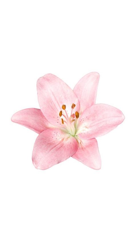 Pink Lily Wallpaper, Lily Wallpaper, Pink Lily, Simple Nails, Pretty Wallpapers, Aesthetic Wallpapers, Phone Wallpaper, Iphone Wallpaper, Lily