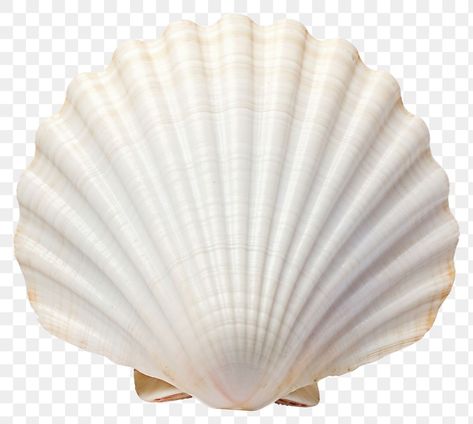 Shell Transparent Background, Seashell Transparent Png, Seashell Png Aesthetic, Seashell Images, Seashell Png, Shell Png, Seashell Photo, Beach Fotos, Shell Texture