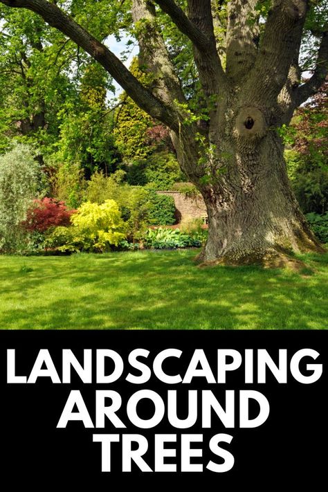 In this gardening guide, we show you how to landscape around trees! Read more at OwnTheYard.com! Pleaching Trees How To, Landscape Around Trees, Full Shade Plants, How To Landscape, Landscaping Around Trees, Tree Bed, Gardening Guide, Side Yard Landscaping, Landscaping Trees