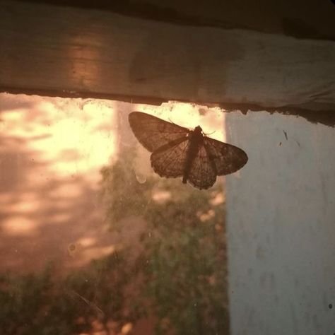 countless memories mark the end of summer Retro Scenery, Brown Widget, Brown Moth, Light Acadamia, Sunflower Aesthetic, Angelcore Aesthetic, Aesthetic Sense, Random Aesthetics, Cinema Photography