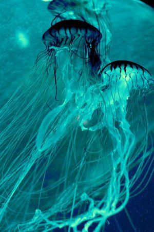 Aqua Aesthetic, Teal Aesthetic, Color Cian, Turquoise Aesthetic, Glass Dress, Pinterest Widget, Gacha Backgrounds, Aqua Nails, Water Aesthetic