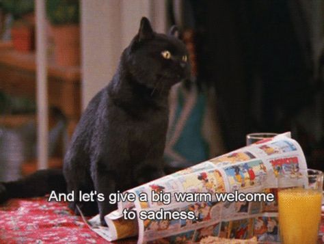 Salem in Sabrina the teenage witch. Salem The Cat, Salem Saberhagen, Salem Cat, Sabrina The Teenage Witch, Film Quotes, Tv Quotes, A Black Cat, Jrr Tolkien, Reaction Memes