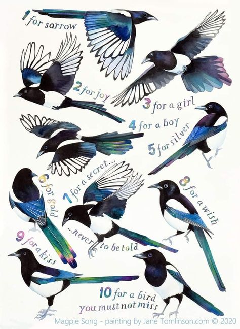 Bird Tattoo Raven, Magpie Back Tattoo, Magpie Sketch, Magpie Song, Magpie Flying, Magpie Drawing Illustration, Magpie Illustration, Raven In Flight Drawing, Song Painting